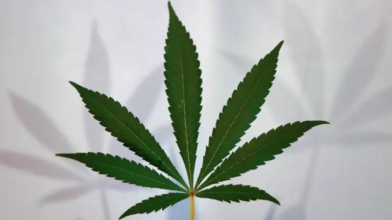 Thrive Dispensary Blog - Indica vs Sativa vs Hybrid: Get to Know Your Cannabis