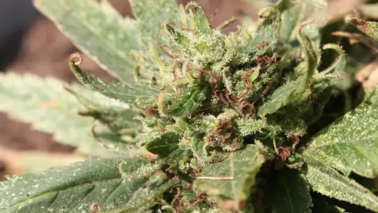 Thrive Dispensary Blog - OG Kush Strain: A Cannabis Superstar