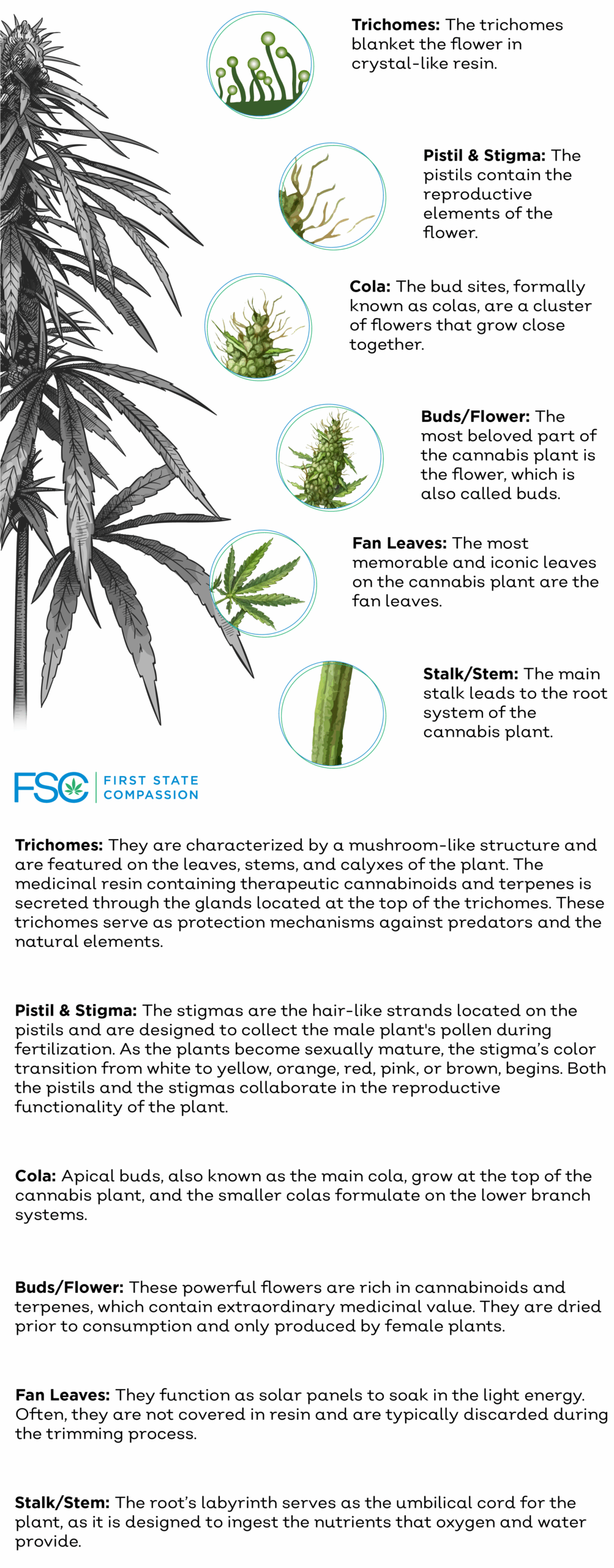 Thrive Blog The Anatomy of a Cannabis Plant (Infographic)