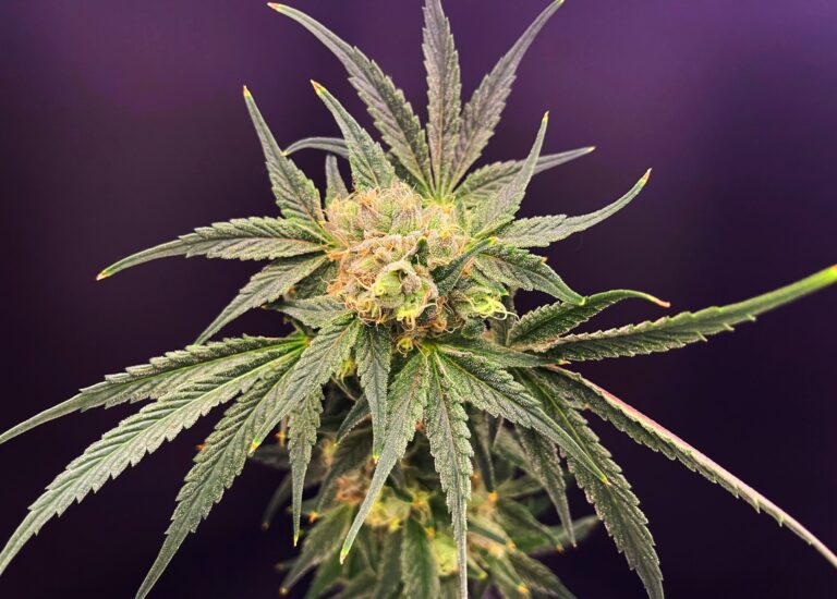Thrive Blog Indica or Sativa? Why Do Medical Cannabis Strains Matter?