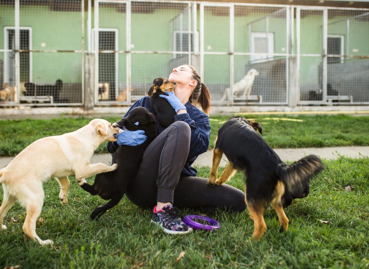 Young woman in dog shelter playing with dogs an choosing which one to adobt.
